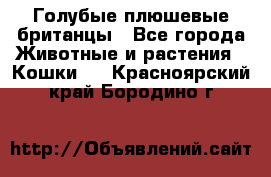 Голубые плюшевые британцы - Все города Животные и растения » Кошки   . Красноярский край,Бородино г.